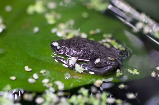 The 10 Best Tank Mates to Pair with African Dwarf Frogs