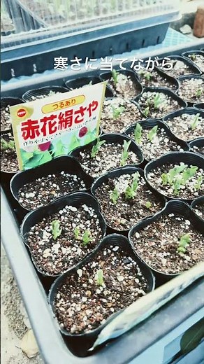スナックエンドウと絹さやが発芽して来ました #家庭菜園 #耕作放棄地 #庭作業 #野菜 #ガーデニング #スナックエンドウ栽培#スナックエンドウ育て方#絹さやの育て方#絹さや栽培#絹さや #農業