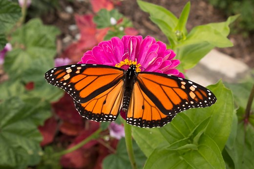 Experience the Monarch Butterflies in Mexico