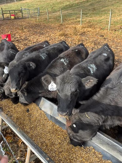 We might have built this farm on Herefords, but we’re chasing something bigger than single breed management. Here’s to adding another revenue line to the farm. Creek View Cattle Co. (a part of Southern Red Farms) will be offering Black Baldy replacement heifers and premium beef steers in the near future. This group of yearling heifers will be a strong backbone for this program! | Southern Red Farms
