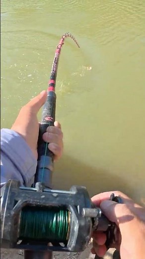 River Monster NEARLY Drags Me Into The Water🤯(SCARY)