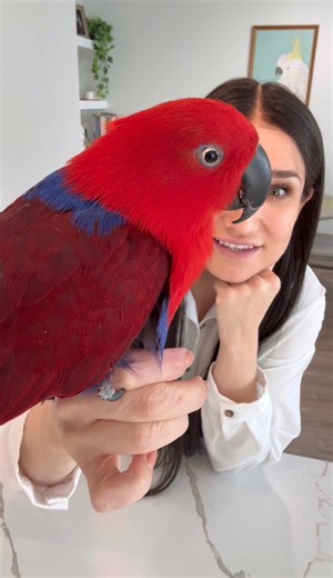 Meet my new Eclectus parrot, Ruby! Ruby and I flew back from South Carolina together and are getting to know each other. Please welcome her to the family ❤️ #eclectus #parrot #adoptdontshop #parrots #story | The Parrot Lady