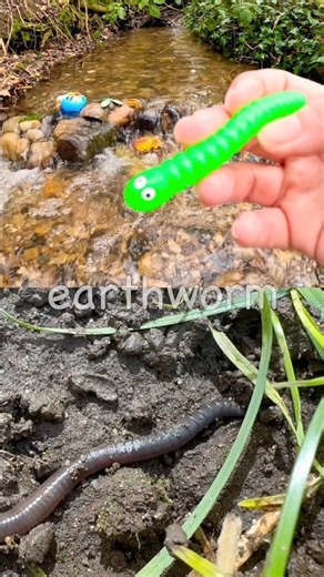 Learn at the Waterfall | Bug Insect Names for Kids: Spider Earthworm Tarantula Praying Mantis