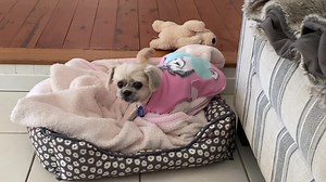 💖💖💖 CHIPMUNK 💖💖💖 This little girl is Chipmunk. She’s been in care with PFT now for 2 weeks. She’s quite timid & took a little while to settle in the family pack. She doesn’t like being outside too much, preferring the luxury of indoors & soft baskets & fluffy blankets. In summary….. she’s loves her home comforts Someone has loved this dog very much in the past. She’s toilet trained, as quiet as a mouse and just wants to be nursed. She’s very playful & adores hanging out with her teddy. A b