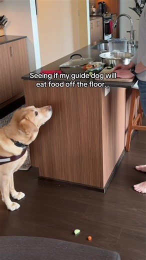 Will Your Dog Pass This Food Test?