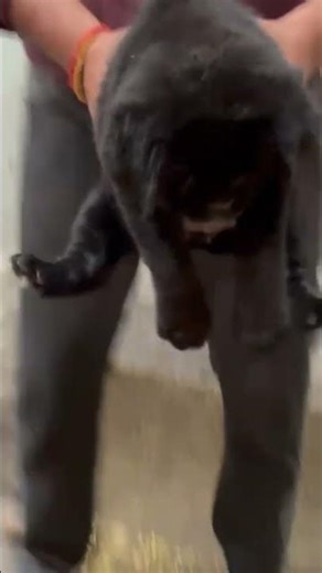 #labradorpuppy #funnypetvideos #pets shop in bihar| #contact for all types pets #9117797534 petshub