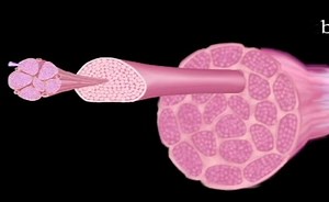 The Musculoskeletal System: Skeletal muscles