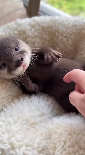 Cute Otters Enjoying Cuddles Together