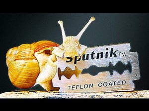 ЧТО БУДЕТ, ЕСЛИ ПУСТИТЬ УЛИТКУ ПО ЛЕЗВИЮ!