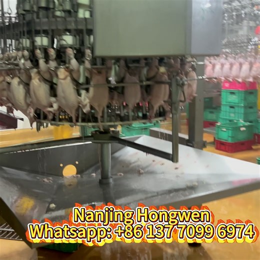 Peter Lee on Instagram: "Fully Automatic Chicken Broiler Poultry Slaughterhouse Abattoir Slaughtering Dressing Plant. Contact @hongwenslaughteringmachinery for more upgraded slaughterhouse abattoir slaughtering equipment: www.hongwenmachinery.com Whatsapp: +86 137 7099 6974. #chickens #abattoir #slaughterhouse #broiler #broilerdressingplant #slaughteringequipment #poultry #broilerfarm #poultryfarmers"
