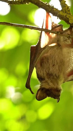 Did you know this about #bats 🦇