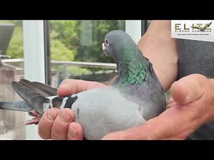 Angwin Family Pigeons