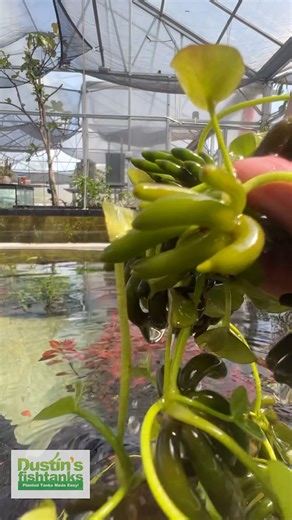 WE KNOW AQUARIUM PLANTS! Our Greenhouse is absolutely 🔥 right now under the summer Kentucky Sun. We have lots of AQUARIUM PLANT COMBOS that are taylored to what you are looking for. Grab yourself one of these awesome combos while the plants are FIRE! Shop Now! TANK ON! 👇 https://dustinsfishtanks.com/collections/aquarium-plant-packages-ds-killer-planted-combos Follow us: @dustinsfishtanks #aquascape #aquarium #greenhouse #fishtank #plants | Dustin's Fishtanks