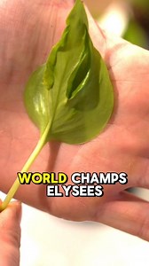 3.4K views · 721 reactions | Random ADHD experiment i just started. I'm going to monitor root and node growth and see which concentration of @miraclegro benefits these fresh cuttings most 華 Don't come at me for not following the instructions  #miraclegro #pothos #propagation #plants #plantsofinstagram | Rocco Elliot | Facebook