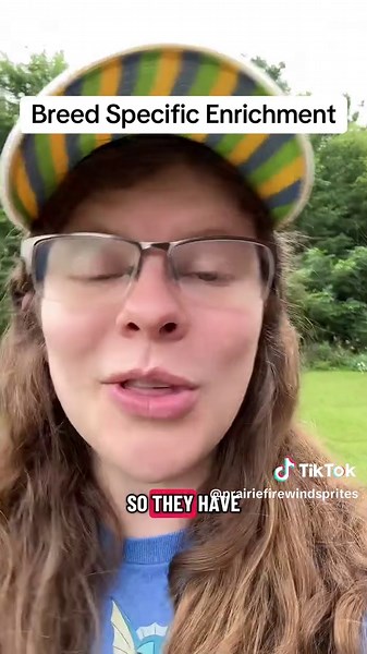 Enrichment for Dog Breeds: Boosting Well-Being