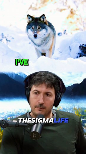 31K views · 284 reactions | Why WOLVES Don't HUNT and ATTACK Humans #wolf #wolves #wolvesoftiktok #wolfpack #wolvespack #animals #animalsoftiktok #animalsurvival #animalworld #wildanimals #encounter #scary #scarystories #wolfs #joerogan #joeroganpodcast #jre #jreclips | The Sigma Life | Facebook