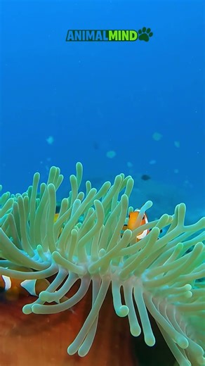 This fish can change its gender. #Clownfish #naturesecrets #oceanlife #animalmindvoice