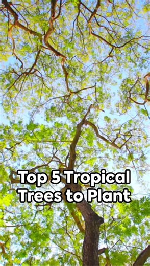 Top 5 Tropical Trees to Plant 2023-09-28