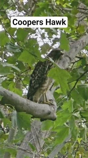 Baby Coopers Hawk Looking for Food #wildlife #Hawk