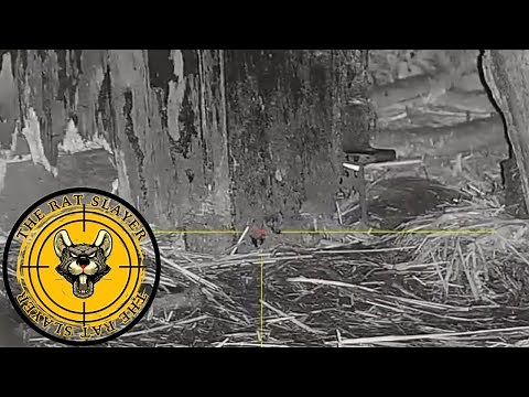“Huge Rat Kill in Farmyard – This Hunt Got Out of Control!” | Nighttime Ratting | The Rat Slayer