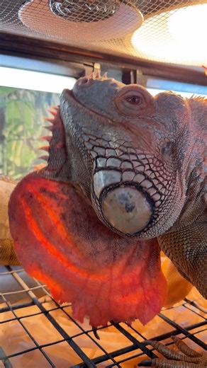 Rocket gave me the approval to help Astro shed #pet #pets #animals #foryou #asmr #satisfying