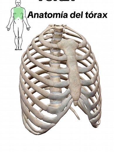 Anatomía del tórax: estructura y función
