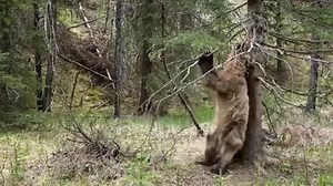 1.5M views · 7.3K shares | Planet Earth 2 is back tonight on BBC One at 8pm. And we got Ozzy Man Reviews to voice us his version of the trailer...  | BBC Radio 1 | Facebook