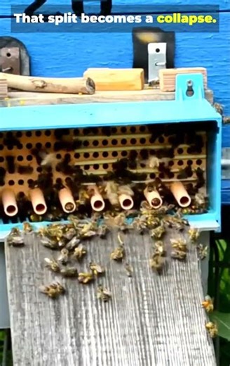 Beekeeping FAIL: Splitting Without the Queen