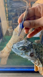 174K views · 811 reactions | [SO SATISFYING 4K VIDEO] Peeling loose shed from an iguana’s head #lizard #exoticpets #reptile #iguana #pet #pets #animals #petlovers #petstagram #petsofinstagram #RocketThelguana #asmr #satisfying #satisfyingvideo #peeling | Rocket The Iggy | Facebook