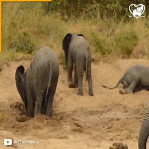 3.4K views · 410 reactions | It's the most adorable thing to watch those baby elephants play. Credit: MrChanPhysics [YT] | I Love Elephants | Facebook