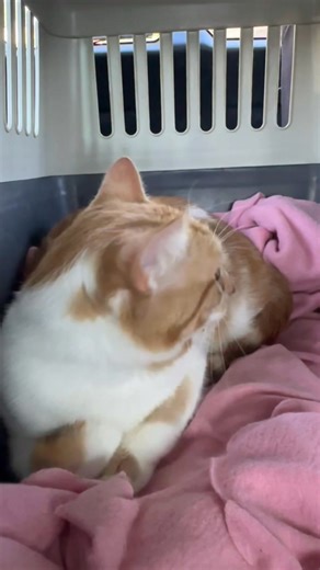 Just dropped Mouse off at the airport and now I am in Hornsby picking up Biscuit. Biscuit is the little ginger boy who was found in the bush several weeks ago and has been in foster care with Jackie. I want to sincerely thank Jackie for trying and doing absolutely everything possible to make it work. Sadly, sometimes, despite the best intentions, it just does not work out. Her own cats are very stressed, so Biscuit is coming back to me today. Now I need to find this beautiful boy a new carer or 