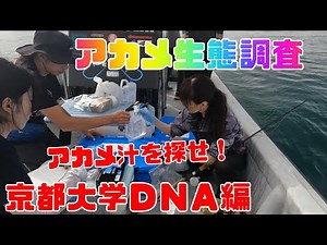Searching for Akame Soup in the Pacific Ocean! Akame Ecology Survey, Kyoto University DNA