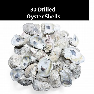 15 or 30 Pre-drilled Oyster Shells for Decoupage & Christmas Ornaments - Cleaned Oder Free | Hole for Hanging | DIY Beech Coastal Decor - Etsy