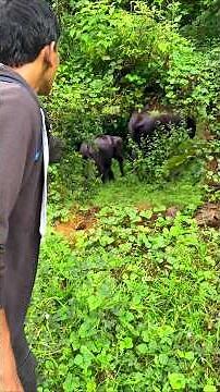 ఏనుగులు Bathroom ki వచ్చాయి 😄, చాలా ఎక్కువ ఉన్నాయి