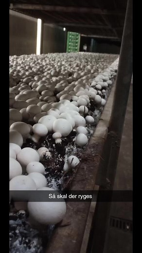 Exploring Indoor Mushroom Farming Techniques