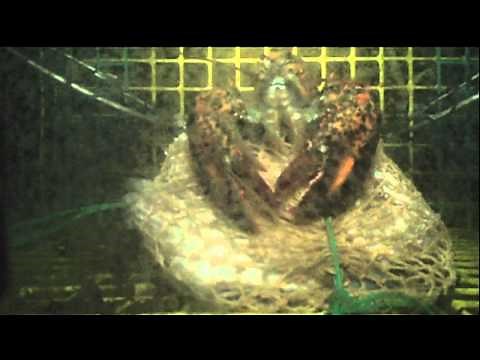 Lobster Escaping Trap