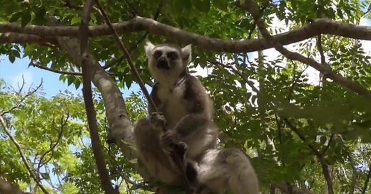 Lemurs on verge of extinction could hold medical answers
