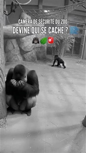 Gorilla Plays PEEK-A-BOO... You Won't Believe It! 😱