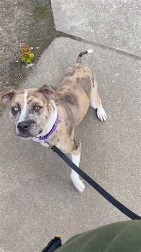 Today is National Adopt a Shelter Pet Day!!! Come celebrate by finding a new best friend! We have plenty of happy, sweet, loving pups to choose from!!! | Sonoma County Animal Services