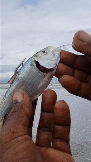 NATURAL saltwater fishing bait