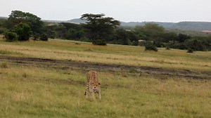 Precision in Motion. Each step, calculated. Each glance, deliberate. The cheetah doesn’t rush — not until it must. In this moment, it’s not about speed. It’s about awareness. Instinct. Power held in stillness. Eyes fixed on the horizon. Muscles coiled in quiet anticipation. This is the calm before the storm. The quiet confidence of Africa’s finest hunter 🐆. 📩 Contact us today on https://cheetahsafaris.com/contact/ or WhatsApp ⁨0729 744244 and witness the wild — one step at a time. #Cheetahsafa