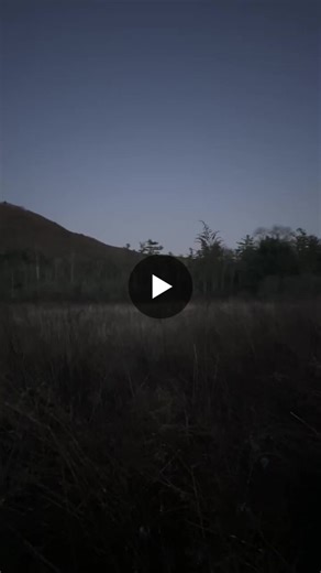 Turn your volume up for the sounds of Woodcocks at dusk. In early spring, American Woodcock begin their mating ritual and display, with a “peent” call and an aerial dance, in the hopes of… | North American Land Trust