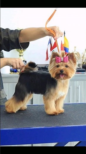 que tal uma tosa bebê em Yorkshire com uma cabeça inspirada em Westie?