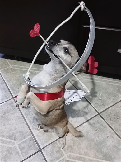 aki viene el jerry cupido para juntar corazones #parati #cupido #amor #chihuahua #fyp