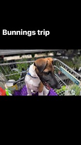 #bunnings #foxterrier #barney | Barney Rubble