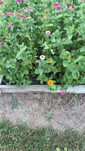 #zinnias #garden #fyp | Zinnia Flowers