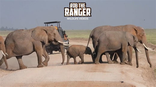 Amboseli elephant herd crosses road under Kilimanjaro skies