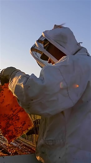 Behind every bottle of Local Hive, there’s a local beekeeper like Bill Shoup. Working in Colorado, he manages thousands of hives that pollinate wildflowers and crops, making a deliciously unique honey — and making his corner of the country a bit more beautiful 🌻
