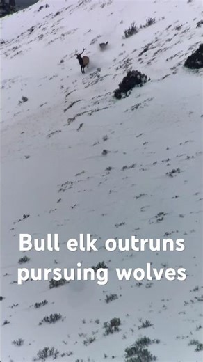 Bull Elk Outruns Pursuing Wolves in Grand Teton National Park