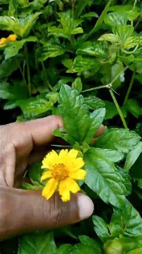Everyone Sees This Flower, But Nobody Knows Its Benefits! #shorts #plants #farming